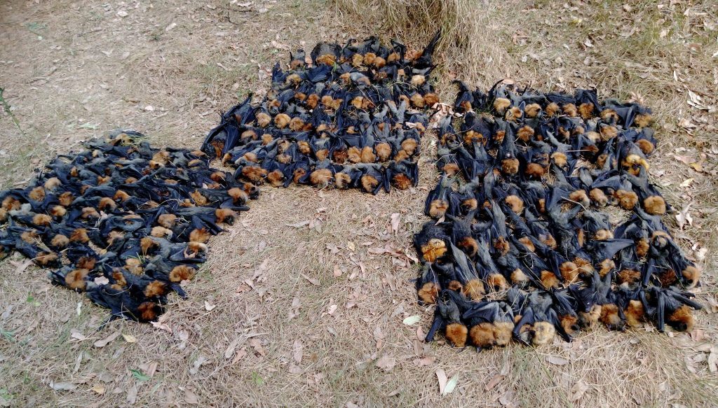 extreme heatwave in australia kills thousands of bats, thousands of bats fall from the sky near sydney, dead bats sydney heatwave, extreme heatwave kills thousands of bats near sydney autralia