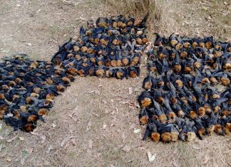 extreme heatwave in australia kills thousands of bats, thousands of bats fall from the sky near sydney, dead bats sydney heatwave, extreme heatwave kills thousands of bats near sydney autralia