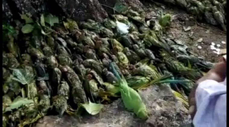 500 birds were killed by hail during a powerful hailstorm in India on February 12 2018, 500 birds were killed by hail during a powerful hailstorm in India on February 12 2018 pictures, 500 birds were killed by hail during a powerful hailstorm in India on February 12 2018 video