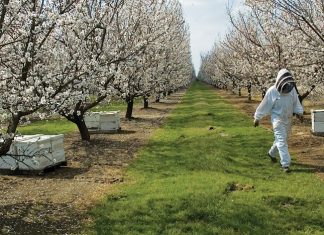 Growing California almonds takes more than half of US honeybees, almond bees, bees for almond pollination, bees pollinate almonds
