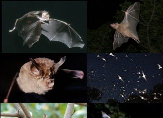 disease kills bats in amera, us bats die-off, bats in usa killed by disease