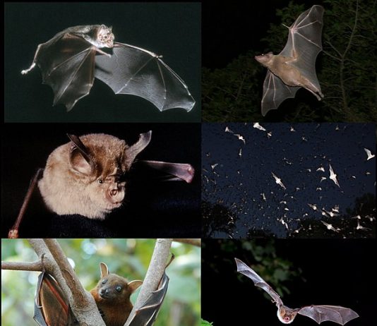 disease kills bats in amera, us bats die-off, bats in usa killed by disease