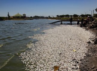 fish die-off argentina, fish die-off argentina february 2018