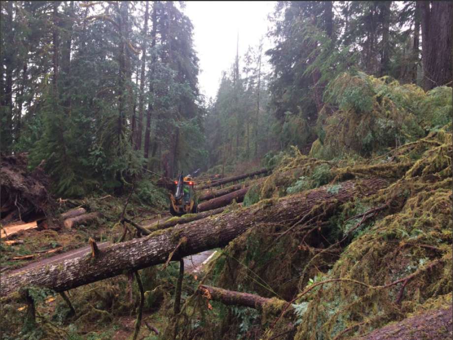 mysterious wind knocks down big trees in Washington, mysterious event forest washington, trees knock down washington national park