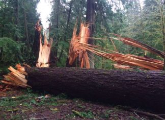 mysterious wind knocks down big trees in Washington, mysterious event forest washington, trees knock down washington national park