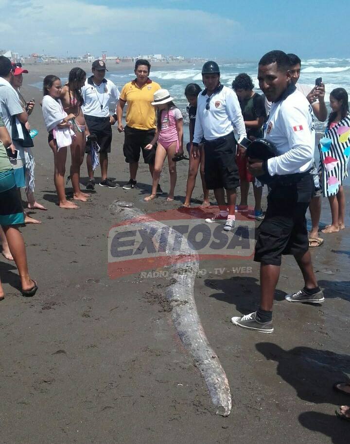 oarfish peru, oarfish peru M7.2 earthquake mexico, oarfish washes up in Peru on February 15, 2018 just 2 days before the M7.2 earthquake in Mexico