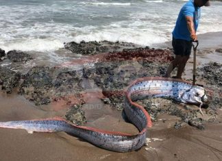 oarfish peru, oarfish peru M7.2 earthquake mexico, oarfish washes up in Peru on February 15, 2018 just 2 days before the M7.2 earthquake in Mexico