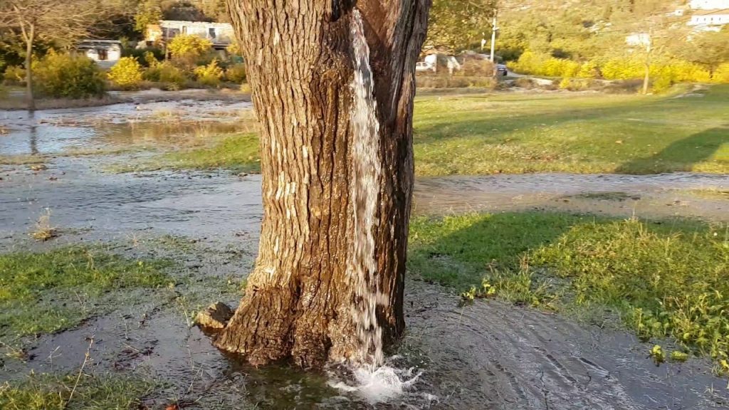 Water comes out of tree in Montenegro in February 2018, video Water comes out of tree in Montenegro in February 2018, video water tree montenegro
