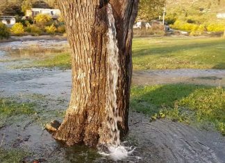 Water comes out of tree in Montenegro in February 2018, video Water comes out of tree in Montenegro in February 2018, video water tree montenegro