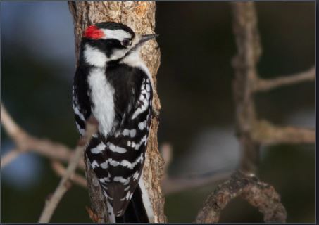 woodpecker brain, woodpecker brain reveals shock hormone