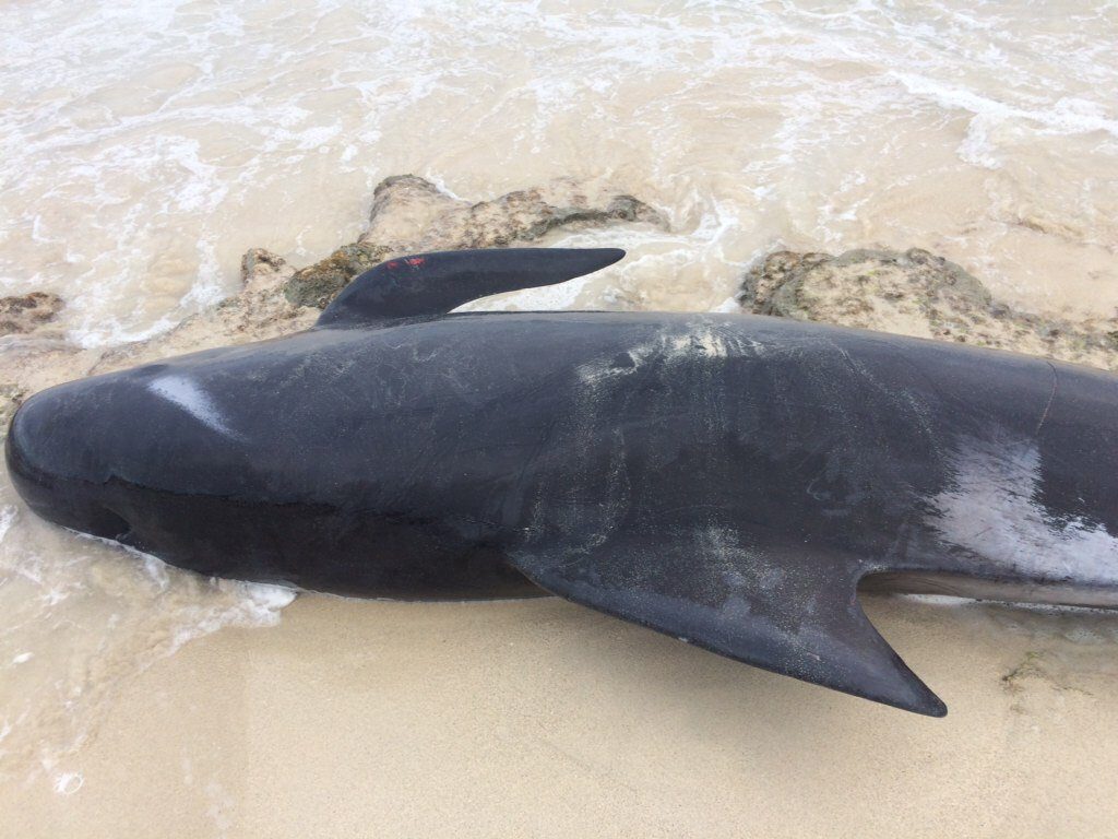 150 whales dead hamelin bay australia march 2018, More than 150 short-finned pilot whales have stranded en masse at Hamelin Bay, 10km north of Augusta early this morning, 150 whales dead hamelin bay australia march 2018 video, 150 whales dead hamelin bay australia march 2018 pictures