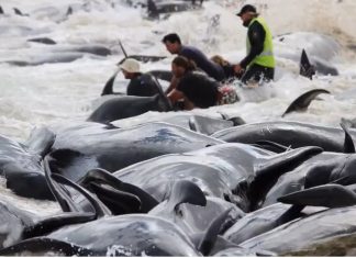150 whales dead hamelin bay australia march 2018, More than 150 short-finned pilot whales have stranded en masse at Hamelin Bay, 10km north of Augusta early this morning, 150 whales dead hamelin bay australia march 2018 video, 150 whales dead hamelin bay australia march 2018 pictures