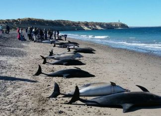 dolphins die-off argentina, dolphins die-off argentina march 2018, 61 dolphins stranded Puerto Madryn march 2018. 61 dolphins stranded beach argentina pictures and videos