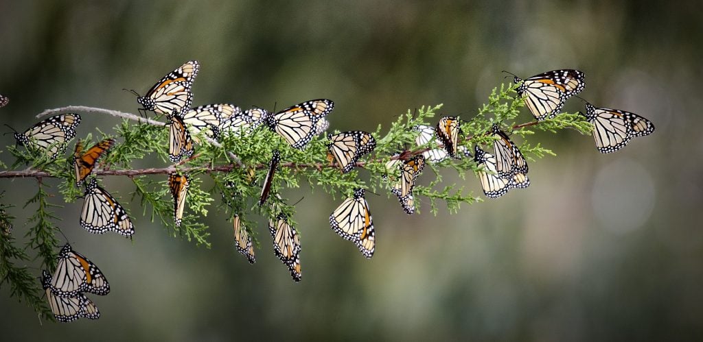 monarch butterfly decline, monarch butterfly strong decline, monarch butterfly die-off