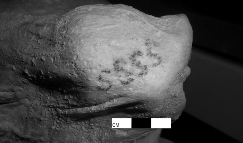 oldest tattooed mummy, Oldest tattooed mummy found in Egypt, 5000 year old Oldest tattooed mummy found in Egypt