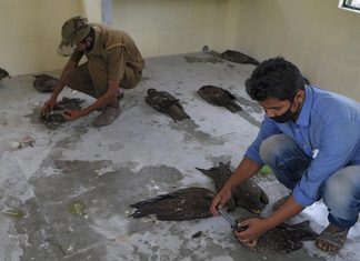 birds fall dead from sky India, birds fall dead from sky India in city with most polluted air, air pollution kills more than 50 birds