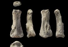 anthropology, finger bone, discovery, human, evolution, april 2018