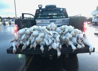 Dozens of geese fall from the sky into parking lot during storm in Idaho Falls on April 7 2018, geese fall from sky idaho falls hail storm, geese fall from sky idaho falls hail storm video, geese fall from sky idaho falls hail storm pictures