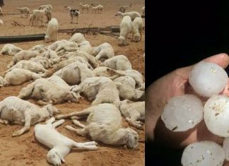 Hundreds of sheep, lambs and camels die during hailstorm in the desert of Saudi Arabia in April 2018, Hundreds of sheep, lambs and camels die during hailstorm in the desert of Saudi Arabia in April 2018 video, Hundreds of sheep, lambs and camels die during hailstorm in the desert of Saudi Arabia in April 2018 pictures