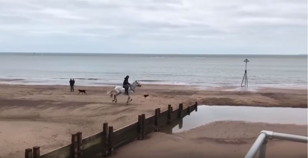 horse backriding beach, horse backriding beach video, Horse And Rider Severely Underestimate The Depth Of A Beach Puddle