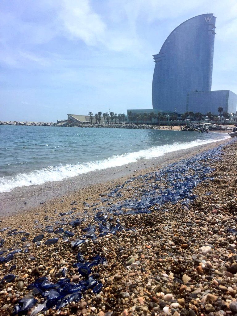 jellyfish barcelona, jellyfish color beaches in blue in barcelona, catalan coast jellyfish invasion