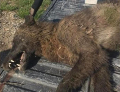 mysterious furry creature shot in Montana, mysterious furry creature shot in Montana baffles experts, mysterious furry creature shot in Montana baffles wildlife experts, mysterious wolf creature montana pictures, mysterious wolf creature montana video