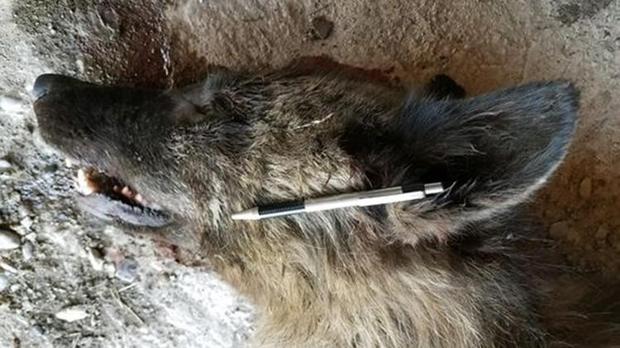 mysterious furry creature shot in Montana, mysterious furry creature shot in Montana baffles experts, mysterious furry creature shot in Montana baffles wildlife experts, mysterious wolf creature montana pictures, mysterious wolf creature montana video
