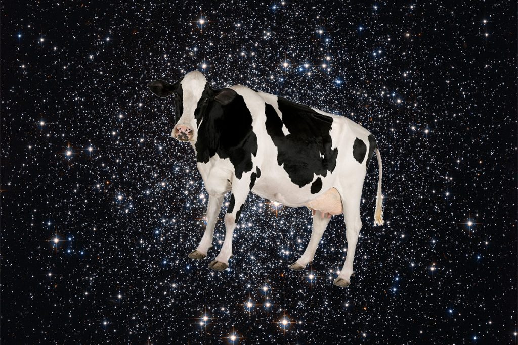 A mystery burst from space has been dubbed “the cow”, mystery burst cow, new mystery burst space cow, the cow: mystery burst from outer space