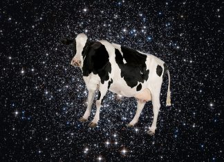A mystery burst from space has been dubbed “the cow”, mystery burst cow, new mystery burst space cow, the cow: mystery burst from outer space