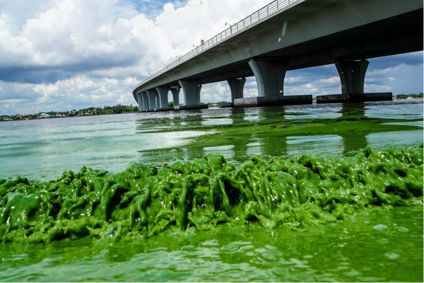 toxic algae bloom usa, map toxic algae bloom usa, toxic algae blooms in the US, Map of reported toxic algae blooms in the US, Map of reported toxic algae blooms in the USA, toxic algae bloom america, toxic algae bloom america waters