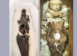 2-headed ancient Egyptian mummy shown to public for 1st time, half crocodile half princess two-headed mummy ancient egypt, half crocodile half princess two-headed mummy ancient egypt pictures