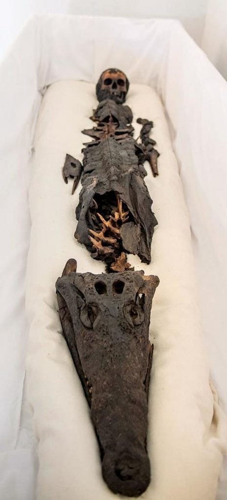 2-headed ancient Egyptian mummy shown to public for 1st time, half crocodile half princess two-headed mummy ancient egypt, half crocodile half princess two-headed mummy ancient egypt pictures