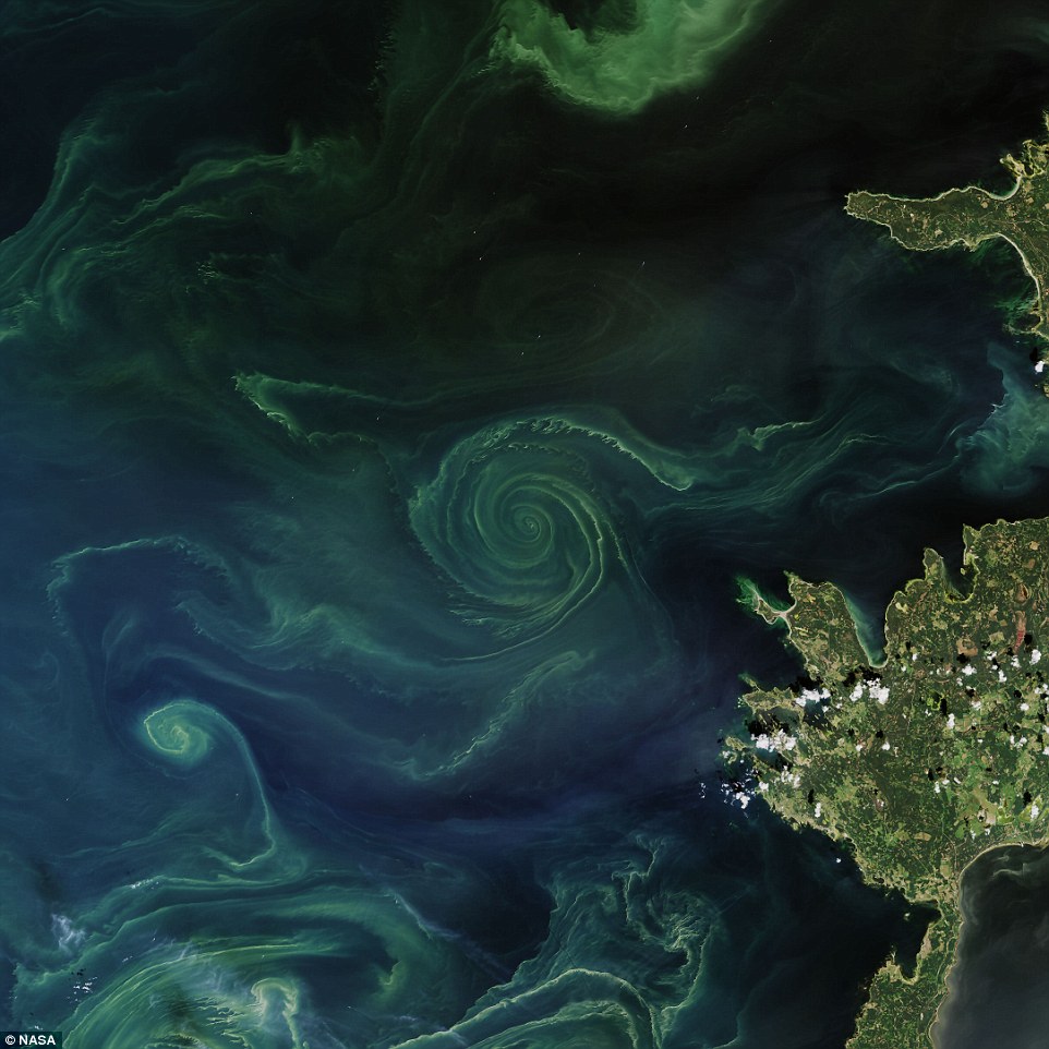 mysterious algae whirlpool baltic sea, mysterious algae whirlpool baltic sea photo, mysterious algae whirlpool baltic sea satellite image