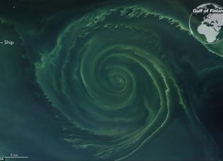 mysterious algae whirlpool baltic sea, mysterious algae whirlpool baltic sea photo, mysterious algae whirlpool baltic sea satellite image
