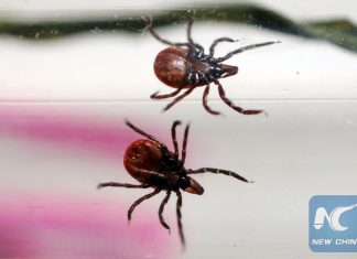 giant tick sweden, Giant ticks discovered in Sweden