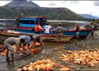lake toba fish die-off august 2018, lake toba fish die-off august 2018 video, lake toba fish die-off august 2018 pictures