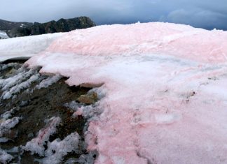 pink snow, pink ice, pink snow greenland, pink snow global change