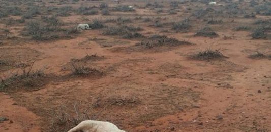 hailstorm kills 400 kangaroos and 150 goats australia, hailstorm kills 400 kangaroos and 150 goats australia pictures