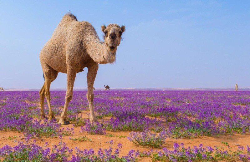 flower desert saudi arabia, purple flower desert saudi arabia, desert becomes purple after flower bloom and intense rain in Saudi Arabia