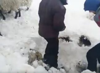 awkward moment sheep are rescued from snow in northern Spain, awkward moment sheep are rescued from snow in basque mountains, awkward moment sheep are rescued from snow in northern Spain video