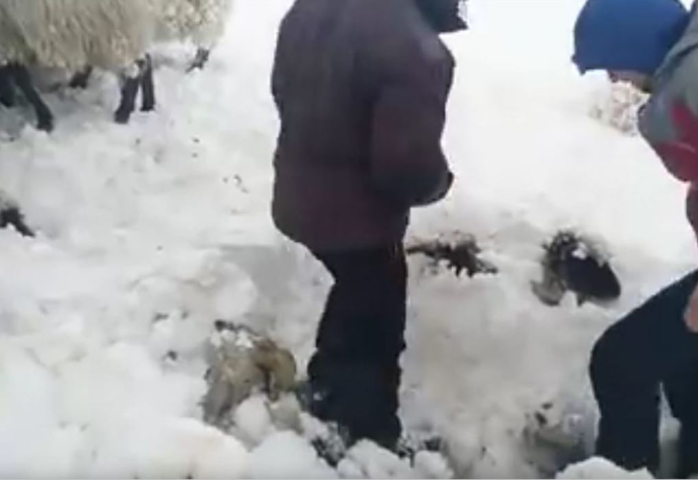 awkward moment sheep are rescued from snow in northern Spain, awkward moment sheep are rescued from snow in basque mountains, awkward moment sheep are rescued from snow in northern Spain video