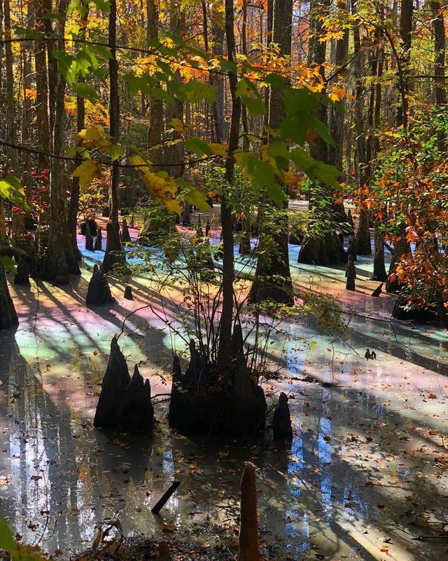 rainbow swamp, rainbow swamp pictures, rainbow swamp phenomenon, colored water, Why this rainbow swamp has got people talking, Natural oils create a rainbow effect in First Landing State Park virginia