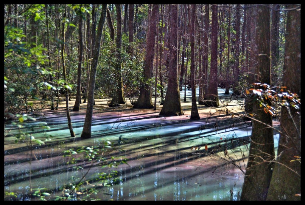 rainbow swamp, rainbow swamp pictures, rainbow swamp phenomenon, colored water, Why this rainbow swamp has got people talking, Natural oils create a rainbow effect in First Landing State Park virginia