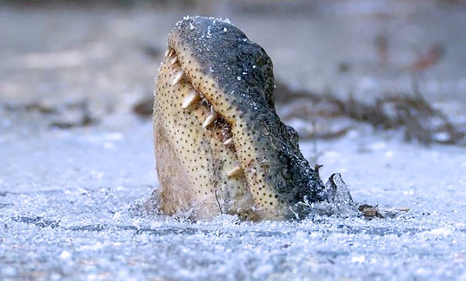 alligators freeze themselves to survive cold snap, alligator nose above ice survival technique, alligator north carolina ice