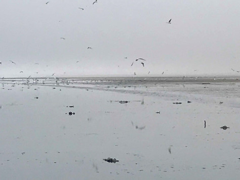 avian cholera salton, Thousands of water birds die at Salton Sea