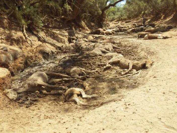 dead wild horses australia heatwave, dead wild horses australia heatwave pictures, australia heatwave mass die-off, australia wild horses death heatwave australia january 2019