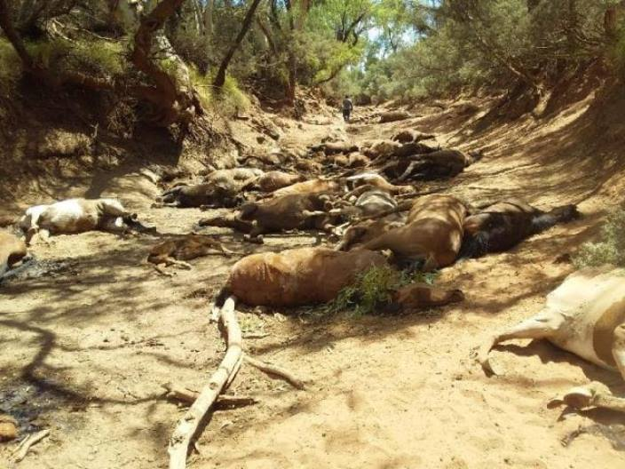 dead wild horses australia heatwave, dead wild horses australia heatwave pictures, australia heatwave mass die-off, australia wild horses death heatwave australia january 2019
