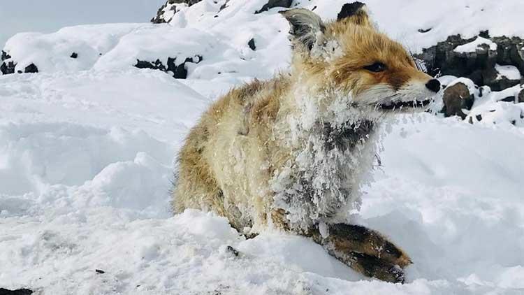 frozen fox turkey, so cold in turkey animal turn dead, Frozen fox found dead in Turkey as a wave of cold temperature engulfed the country in January 2019