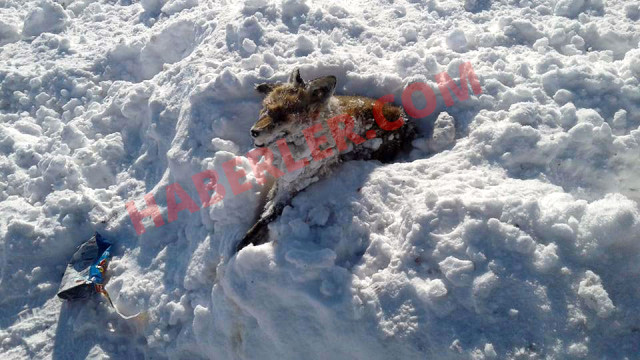 frozen fox turkey, so cold in turkey animal turn dead, Frozen fox found dead in Turkey as a wave of cold temperature engulfed the country in January 2019