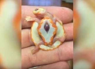 Adorable baby turtle born albino and with its heart OUTSIDE its body has survived